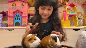 Мои морские свинки