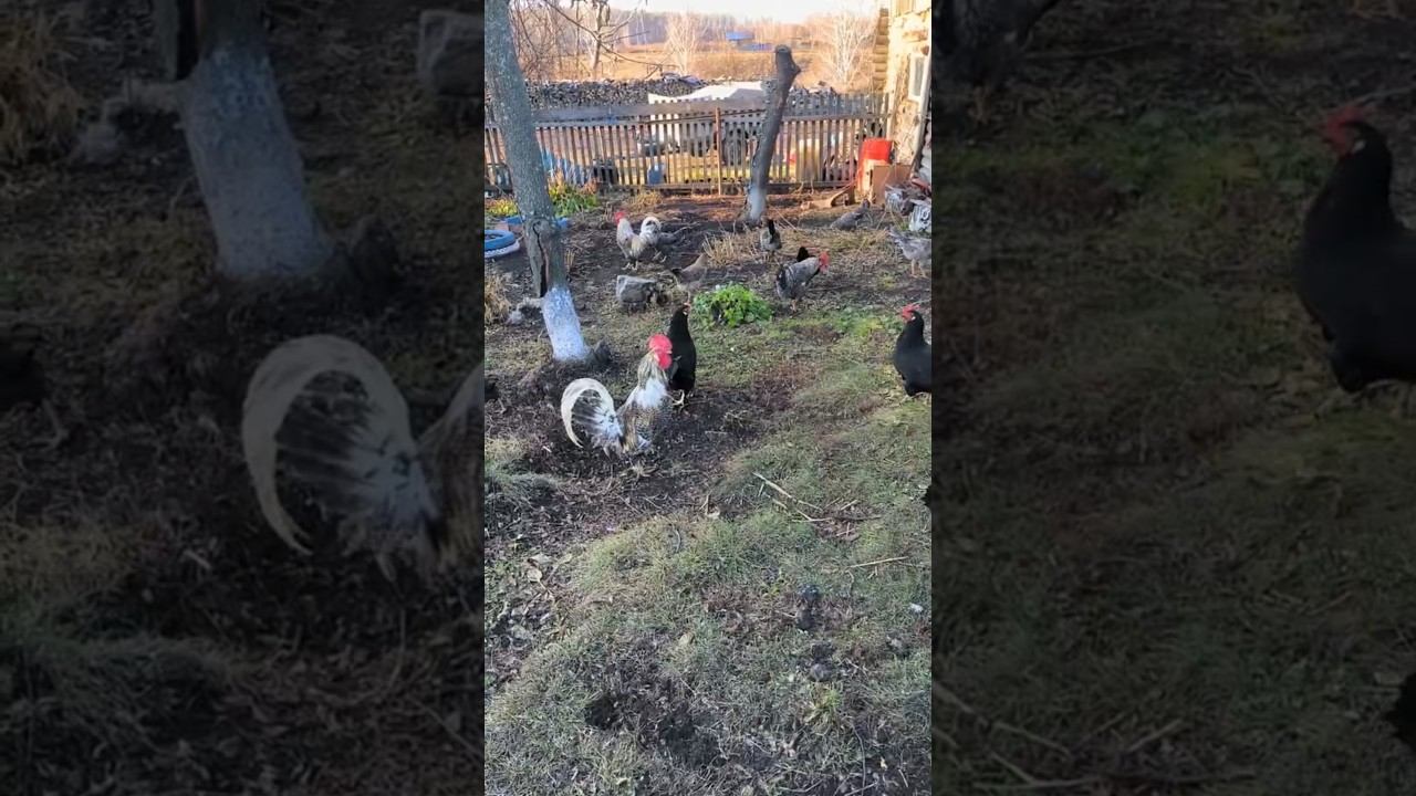 Хозяйство в деревне! Деревенские будни! #деревня #хозяйство #будни #куры #корова #козы #работа #еда