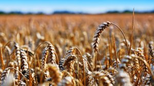 Золотая пшеница