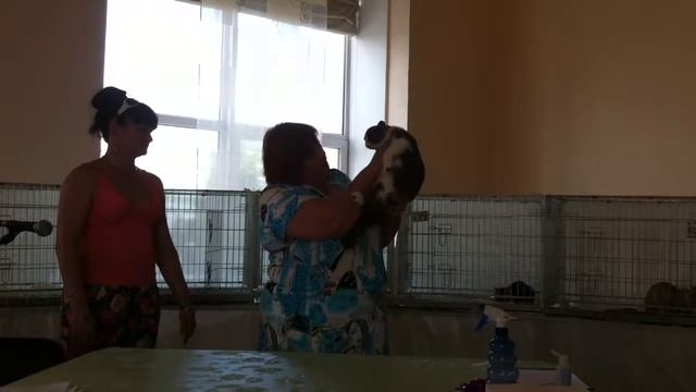 Exotic Shorthair Latlorien Beloved Boy, age 4,5 month смотреть онлайн