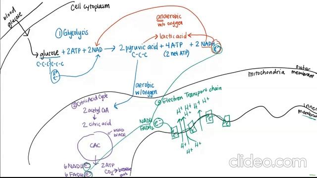 Step 3 - Cell Respiration: Electron Transport Chain смотреть онлайн