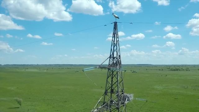 Дальневосточные аисты прилетели в Приамурье на неделю раньше смотреть онлайн