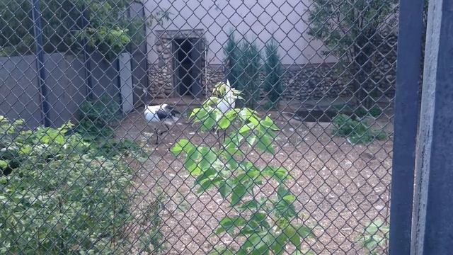 Японские журавли. смотреть онлайн