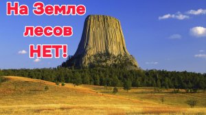 На Земле лесов НЕТ❗Вокруг лишь одни кустарники❗👆🧐😲