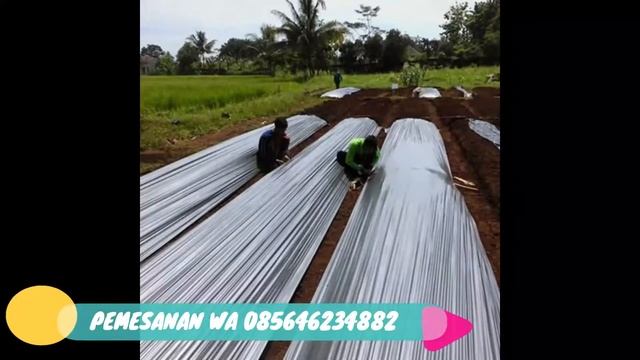 Plastik Mulsa Hitam Perak Lebar 80cm Tebal 0,35mm 1 Roll смотреть онлайн