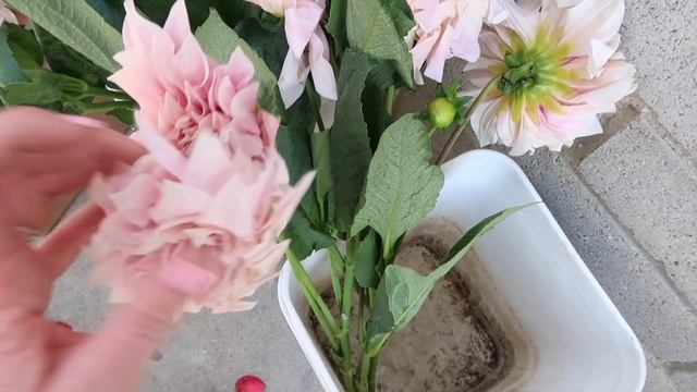Petal Driven Flower Delivery | Unboxing & Preparing Your Flowers смотреть онлайн