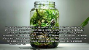 Закрытые экосистемы: как создать мини-мир в стеклянной банке