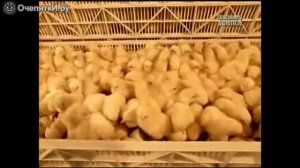 Разведение цыплят в фабричных условиях
