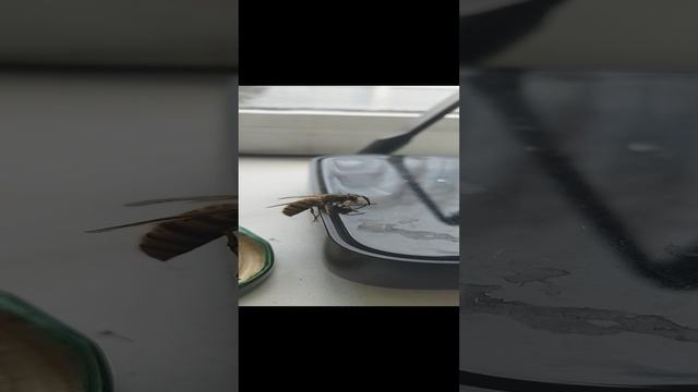 Оса зимой дома.