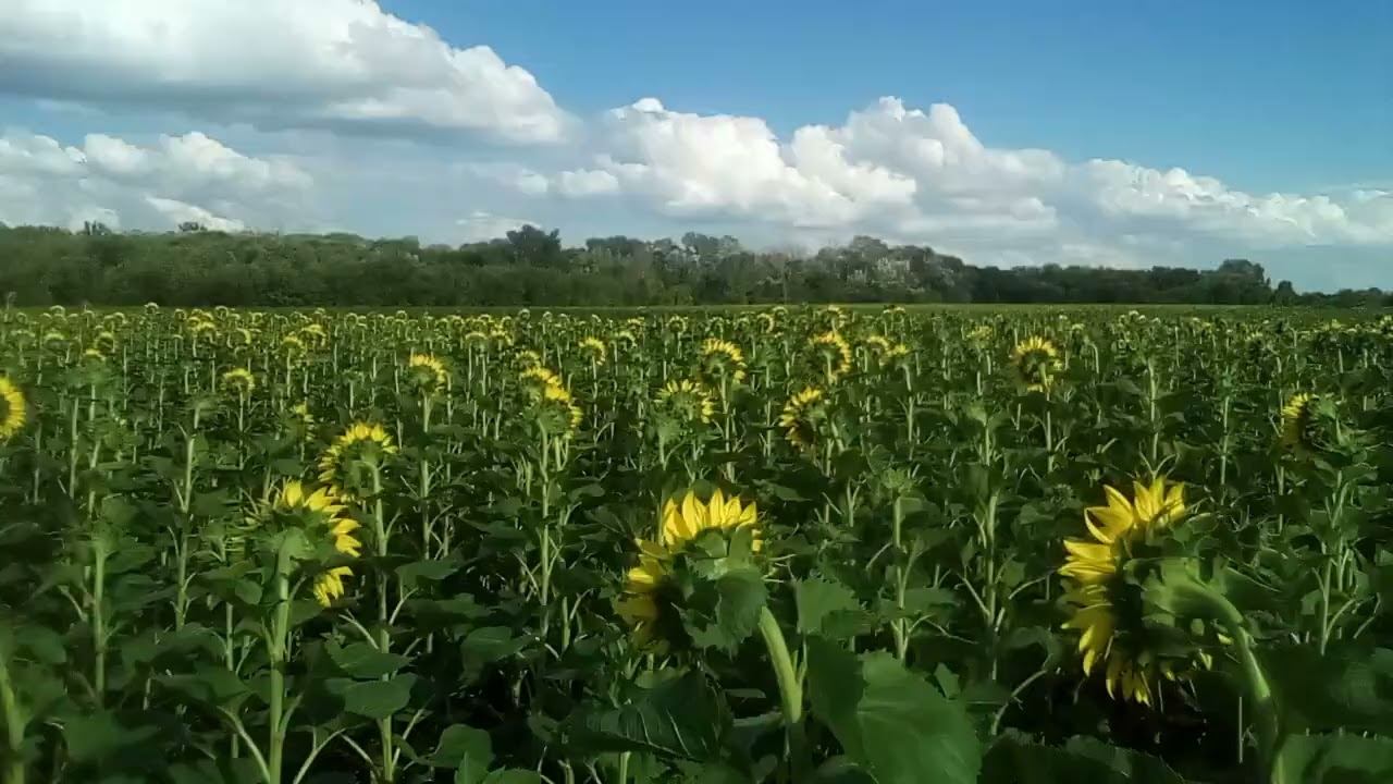 25 июля 2024 г.