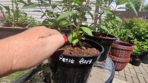 ПРО ПОЛИВ  ГОРТЕНЗИЙ В ГОРШКАХ 🌿🌿🌿💧💧💧