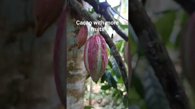 Cacao with more Fruits смотреть онлайн