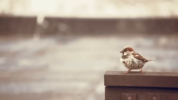 BIRDSONG Sounds of Rain Soothing Music Heal Mind Body Spirit Nature Sounds