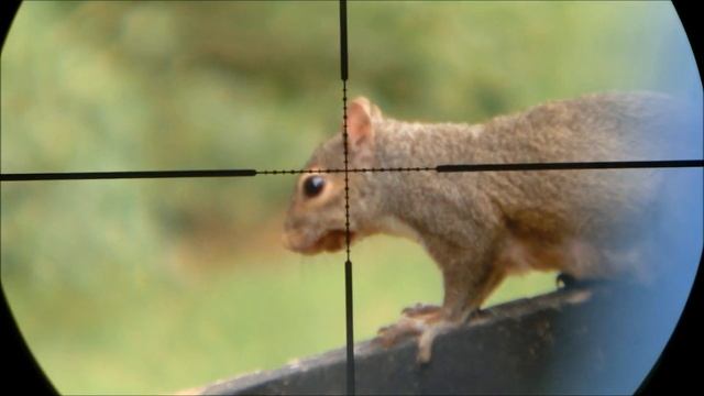Product Spotlight: Hawke Varmint Airgun Scope смотреть онлайн