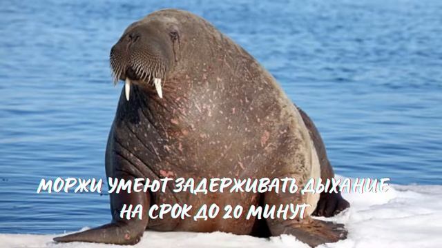 Морж. Интересно знать #морж смотреть онлайн