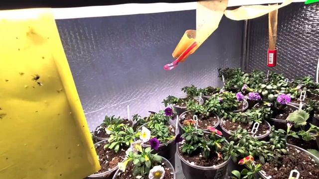 СДЕЛАЛА ПЕРЕВАЛКУ РАСТЕНИЯМ. смотреть онлайн