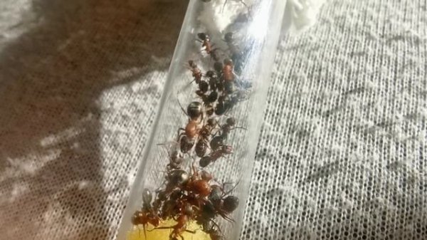 Раптиформика переселены в пробирочный формикарий.