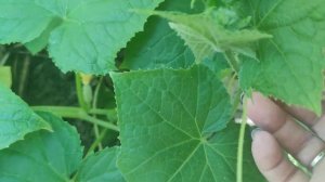 Огурцы, посаженные Ёлочкой. Способ ухода.