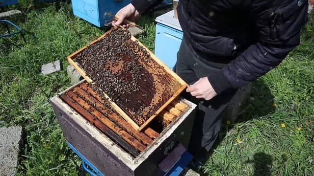 Вынужденный отводок ранней весной при роении 2 часть. смотреть онлайн