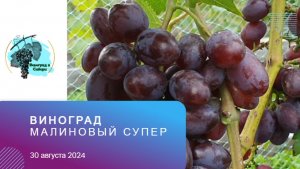 #Виноград #МалиновыйСупер 30 августа 2024г