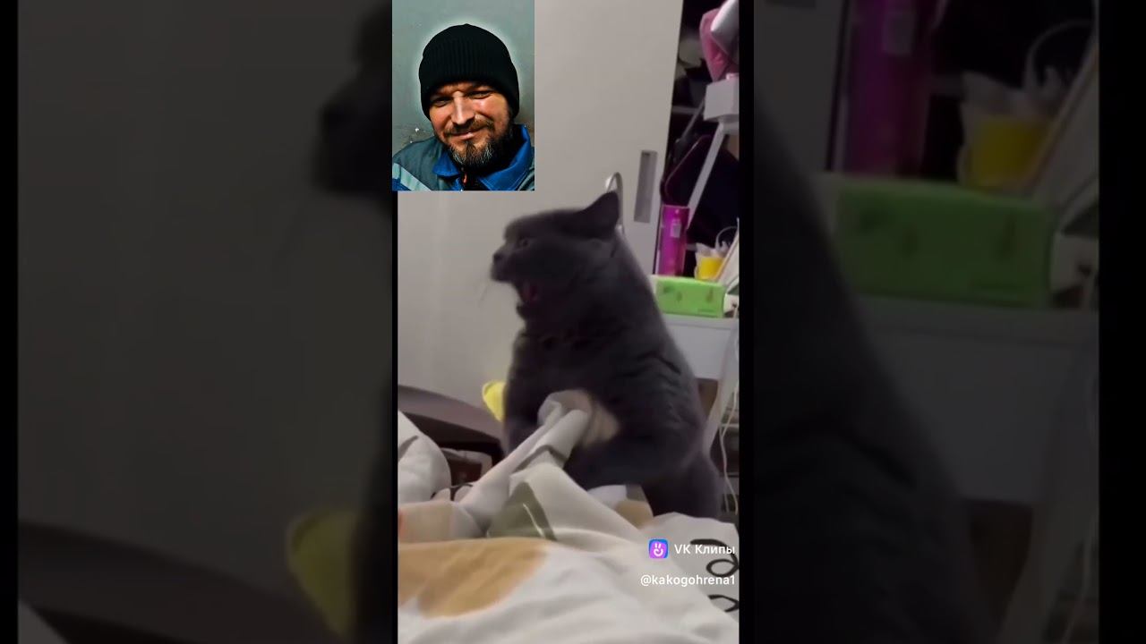 Кот злодей смотреть онлайн