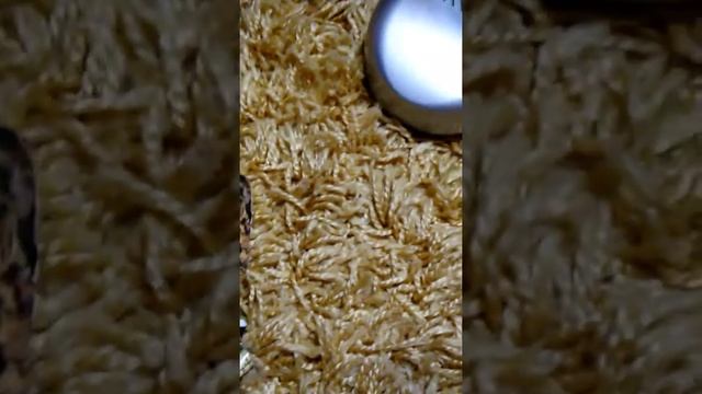 Салат для сухопутної черепашки частина 2 смотреть онлайн