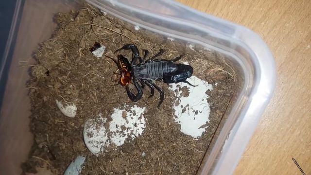 Кормление Androctonus crassicauda смотреть онлайн