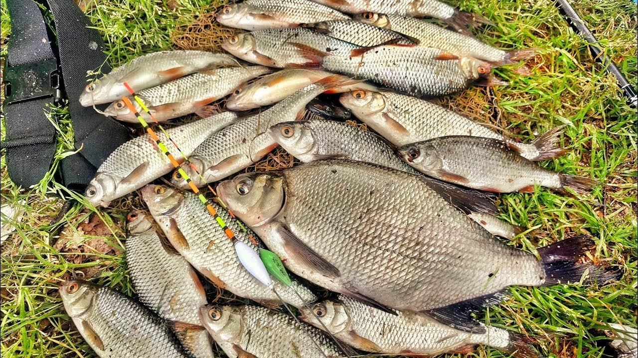 ★Рыбалка на Балтике. ★Лов Крупного ЛЕЩА, ПЛАТВЫ, УГРЯ! смотреть онлайн