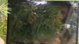 19 Рейтинг Баженова Могло быть хуже Большой брат