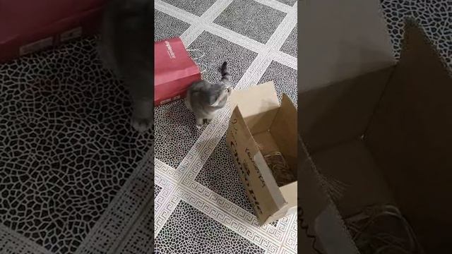 #Short  #Посылка   #Вкусняшки