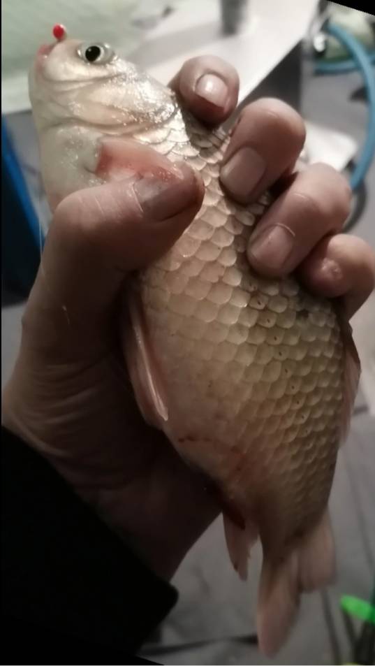 Ловля карася. Зима. Ночь #shorts смотреть онлайн