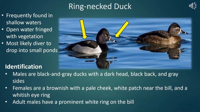 LtH Webinar: Waterfowl Identification смотреть онлайн