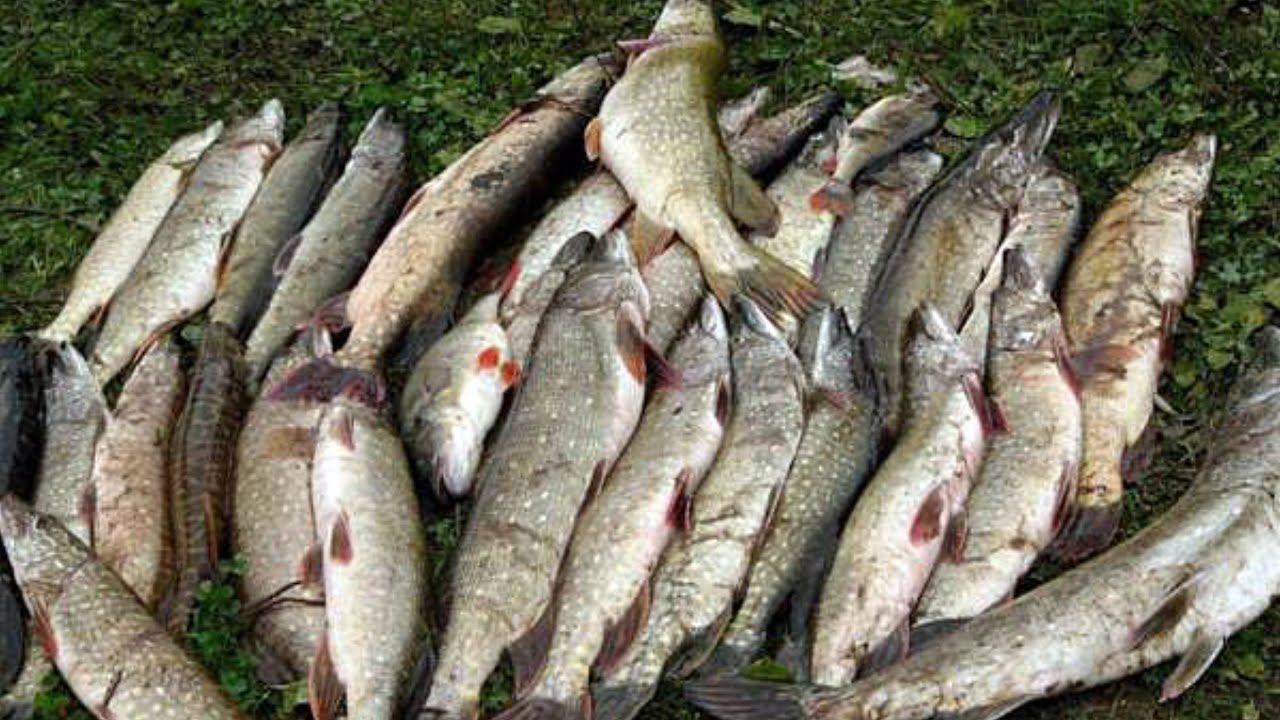 Часть 2: Удачное открытие рыбалки 2020. смотреть онлайн