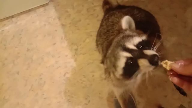 А как насчёт яичницы? Енот Босяк, точно не откажется. смотреть онлайн