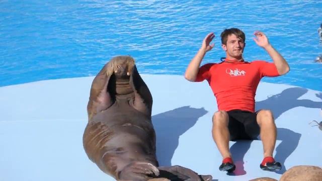 Dolphin Show Hurghada Delfinarium 04.2012 nr 15 смотреть онлайн