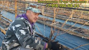 Формируем рукава винограда.