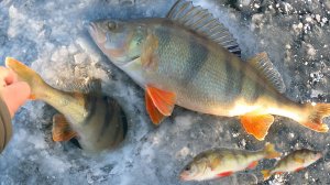 ПОЙМАЛ НА ЧЁРТИКА ЗДОРОВЕННОГО ОКУНЯ И ... ПОДАРИЛ ЕМУ ЖИЗНЬ !!! Отпускайте трофеев !!!