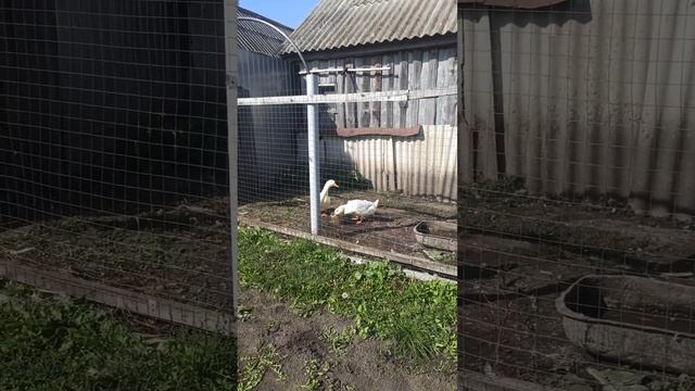 Наблюдение за животными.Animal Watching. смотреть онлайн
