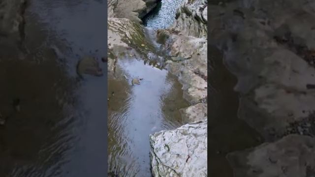 Ущелье Псахо, природа Сочи, ущелье Сочи, #сочисегодня #природасо#ущелье #каньоны🌴 смотреть онлайн