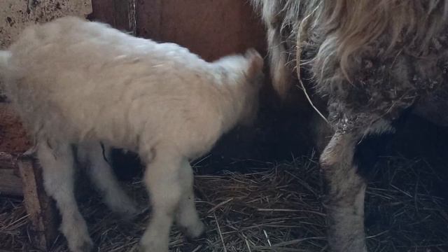 Гек и Чук - ч.2 (17.09.2021) смотреть онлайн