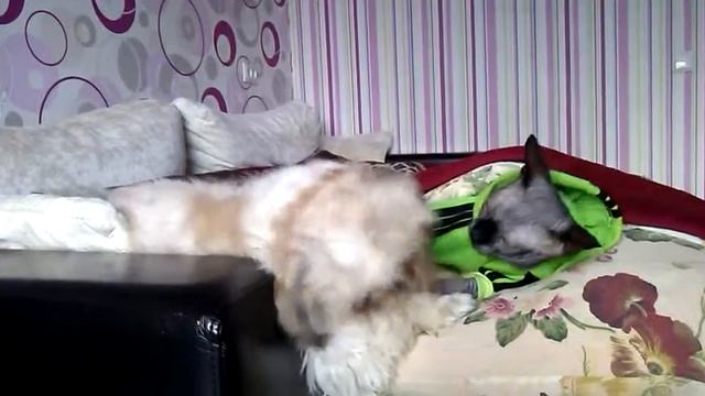 СЕМЁН И ЗЕФИР смотреть онлайн