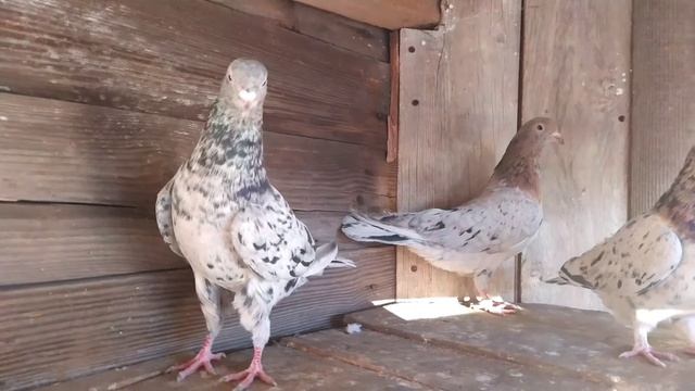 Мраморные Бойные Голуби г.Донецк.mp4 смотреть онлайн