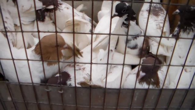 Рынок Соловки( Голуби). Донецк 
Декабрь 2021г