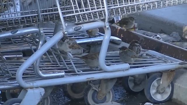 1994 Toyota 4Runner: 38's Installed, Step Extension, Battery Idea... (03/22/12) смотреть онлайн