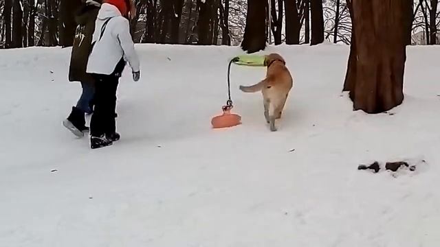 ШАРК ч.2: несе «снігові» тарілки смотреть онлайн