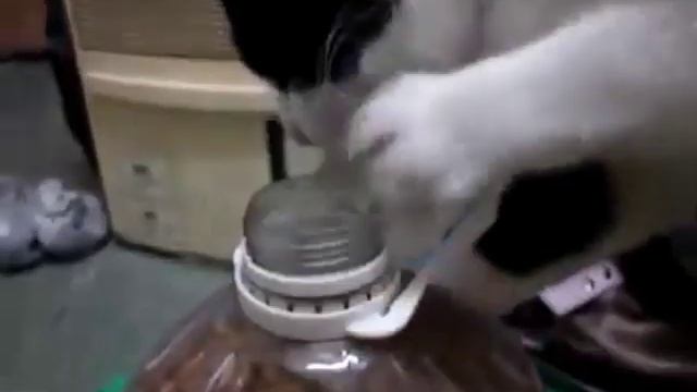 Кошка достаёт корм из банки смотреть онлайн