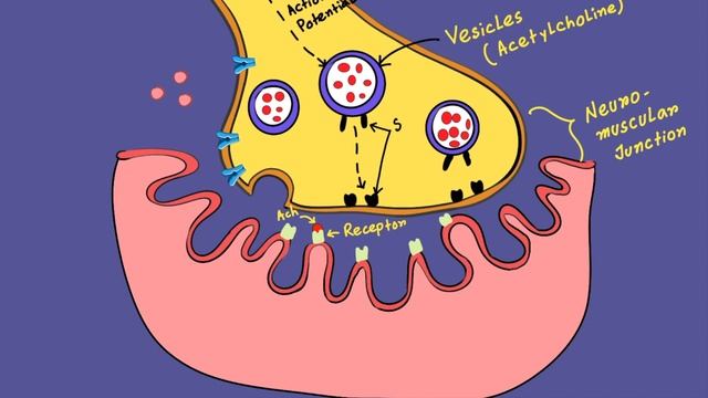 Botulinum Toxin: Mechanism of Action смотреть онлайн