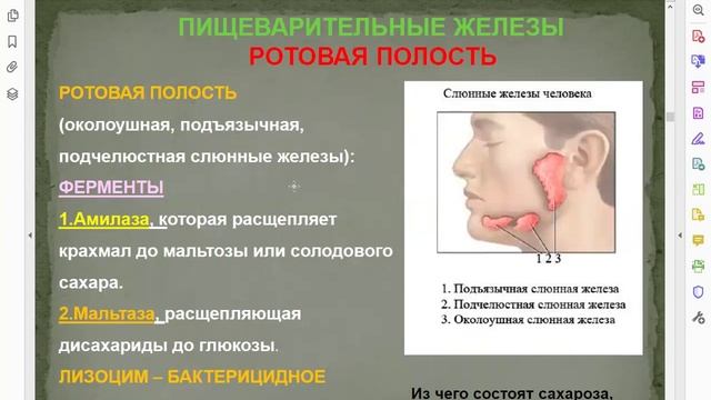ПИЩЕВАРЕНИЕ: обзор пищеварительной системы Человека