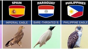 National birds of different countries of the world/Национальные птицы разных стран мира