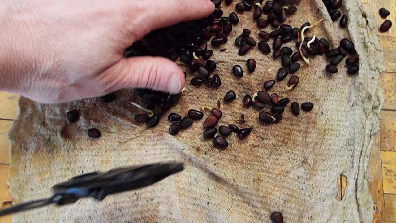 проращиваем выращиваем кедры быстро и просто. смотреть онлайн